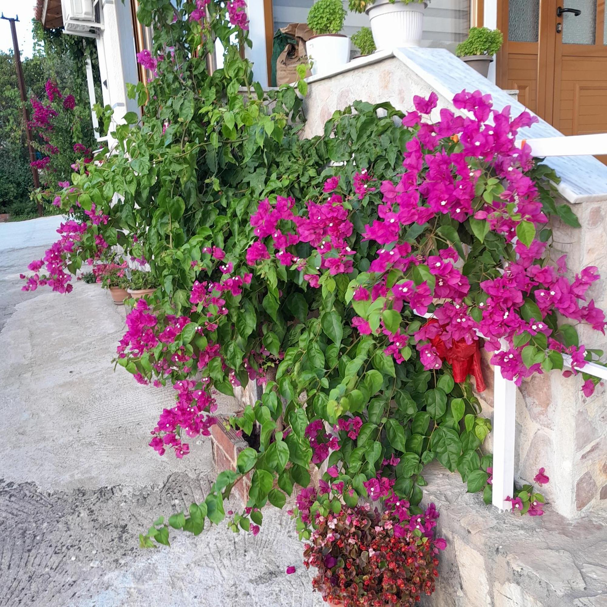 Denni'S Home Σαράντα Εξωτερικό φωτογραφία
